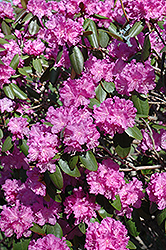 P.J.M. Rhododendron (Rhododendron 'P.J.M.') at English Gardens