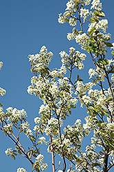 Allegheny Serviceberry (Amelanchier laevis) at English Gardens