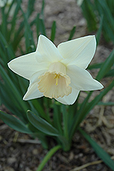 Passionale Daffodil (Narcissus 'Passionale') at English Gardens