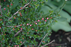 Hesse Cotoneaster (Cotoneaster 'Hessei') at English Gardens