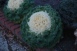 White Kale (Brassica oleracea var. acephala 'White') at English Gardens