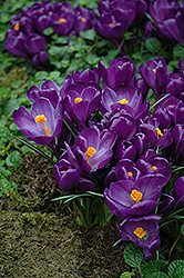 Flower Record Crocus (Crocus 'Flower Record') at English Gardens