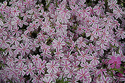 Candy Stripe Moss Phlox (Phlox subulata 'Candy Stripe') at English Gardens