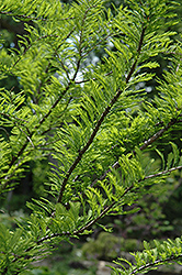 Baldcypress (Taxodium distichum) at English Gardens