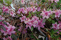 Compact Korean Azalea (Rhododendron yedoense 'Poukhanense Compacta') at English Gardens