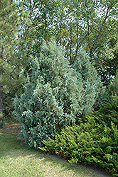 Wichita Blue Juniper (Juniperus scopulorum 'Wichita Blue') at English Gardens