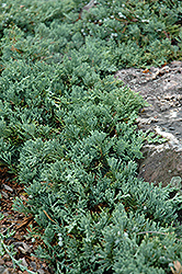 Blue Rug Juniper (Juniperus horizontalis 'Wiltonii') at English Gardens