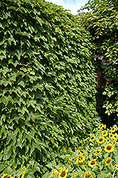Boston Ivy (Parthenocissus tricuspidata) at English Gardens
