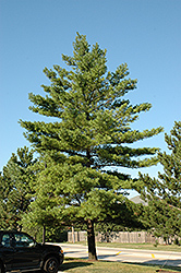 White Pine (Pinus strobus) at English Gardens