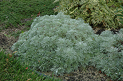 Silver Mound Artemisia (Artemisia schmidtiana 'Silver Mound') at English Gardens