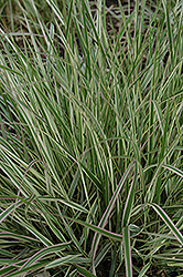 Variegated Reed Grass (Calamagrostis x acutiflora 'Overdam') at English Gardens