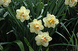 Manly Daffodil (Narcissus 'Manly') at English Gardens