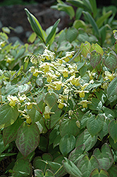 Yellow Barrenwort (Epimedium x versicolor 'Sulphureum') at English Gardens
