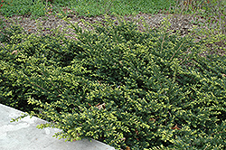 Everlow Yew (Taxus x media 'Everlow') at English Gardens
