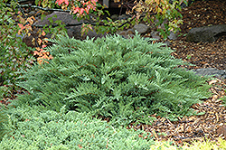 Moor-Dense Juniper (Juniperus sabina 'Monard') at English Gardens