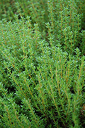 Common Thyme (Thymus vulgaris) at English Gardens