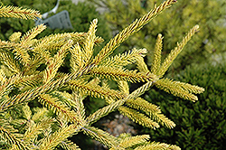 Skylands Golden Spruce (Picea orientalis 'Skylands') at English Gardens