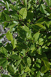 Jim Dandy Winterberry (Ilex verticillata 'Jim Dandy') at English Gardens