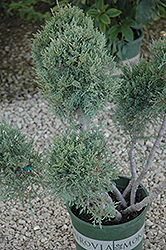 Hetz Blue Juniper (pom pom) (Juniperus chinensis 'Hetz Blue (pom pom)') at English Gardens