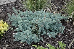 Procumbens Spruce (Picea pungens 'Procumbens') at English Gardens