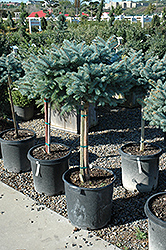 Globe Blue Spruce (tree form) (Picea pungens 'Globosa (tree form)') at English Gardens