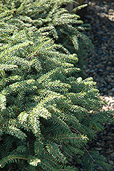 Elegans Spruce (Picea abies 'Elegans') at English Gardens