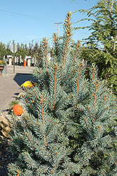 Iseli Fastigiate Spruce (Picea pungens 'Iseli Fastigiata') at English Gardens
