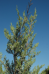 Hetz Columnar Juniper (Juniperus chinensis 'Hetz Columnar') at English Gardens