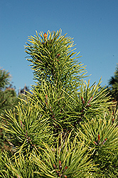 Chief Joseph Lodgepole Pine (Pinus contorta 'Chief Joseph') at English Gardens