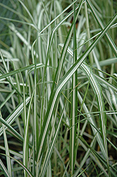 Avalanche Reed Grass (Calamagrostis x acutiflora 'Avalanche') at English Gardens