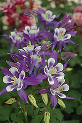 Winky Blue And White Columbine (Aquilegia 'Winky Blue And White') at English Gardens