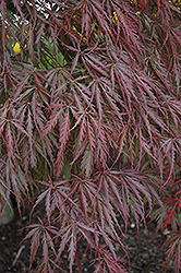 Tamukeyama Japanese Maple (Acer palmatum 'Tamukeyama') at English Gardens
