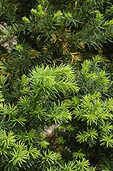Hicks Yew (Taxus x media 'Hicksii') at English Gardens