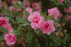 Rosebud Azalea (Rhododendron 'Rosebud') at English Gardens