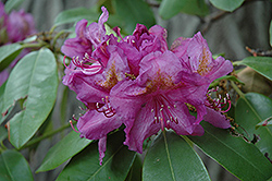 Lee's Dark Purple Rhododendron (Rhododendron catawbiense 'Lee's Dark Purple') at English Gardens