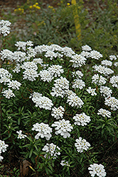 Purity Candytuft (Iberis sempervirens 'Purity') at English Gardens
