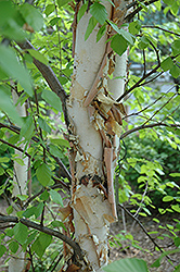 Heritage River Birch (Betula nigra 'Heritage') at English Gardens