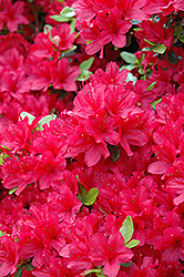 Hino Crimson Azalea (Rhododendron 'Hino Crimson') at English Gardens