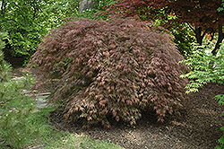 Inaba Shidare Cutleaf Japanese Maple (Acer palmatum 'Inaba Shidare') at English Gardens