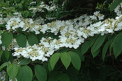 Shasta Doublefile Viburnum (Viburnum plicatum 'Shasta') at English Gardens