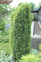 Gold Cone Juniper (Juniperus communis 'Gold Cone') at English Gardens