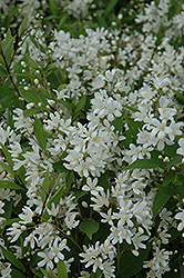 Nikko Deutzia (Deutzia gracilis 'Nikko') at English Gardens