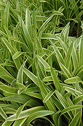 Variegata Lily Turf (Liriope muscari 'Variegata') at English Gardens