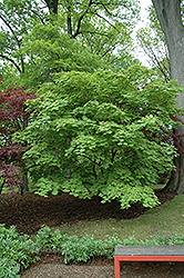 Cutleaf Fullmoon Maple (Acer japonicum 'Aconitifolium') at English Gardens