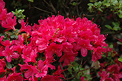 Hino Crimson Azalea (Rhododendron 'Hino Crimson') at English Gardens