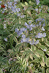 Touch Of Class Jacob's Ladder (Polemonium reptans 'Touch Of Class') at English Gardens