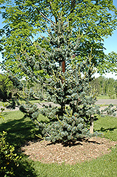 Short-Needled Japanese Blue Pine (Pinus parviflora 'Glauca Brevifolia') at English Gardens