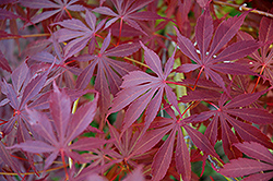 Sherwood Flame Japanese Maple (Acer palmatum 'Sherwood Flame') at English Gardens