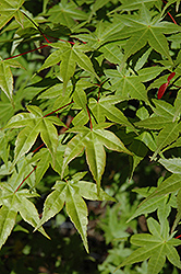 Shindeshojo Japanese Maple (Acer palmatum 'Shindeshojo') at English Gardens