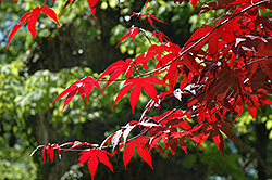 Emperor I Japanese Maple (Acer palmatum 'Wolff') at English Gardens